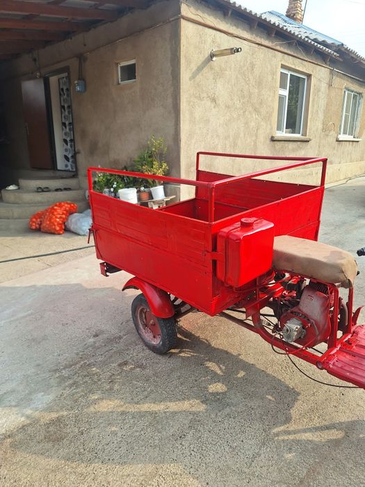 Муравей шымкенти