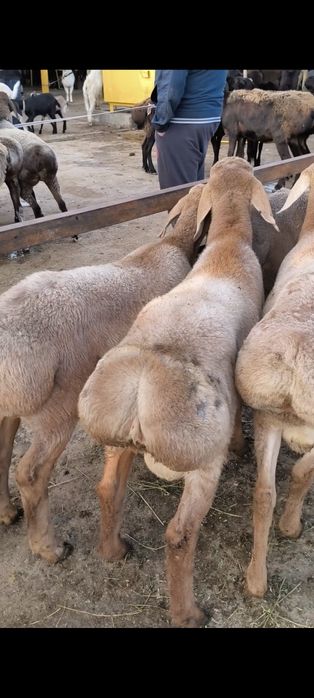 Arashan Qozi qoʻchqorlari