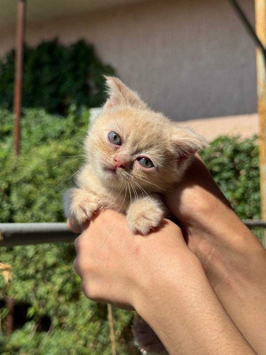 Котята скоттиш-фолд\страйт