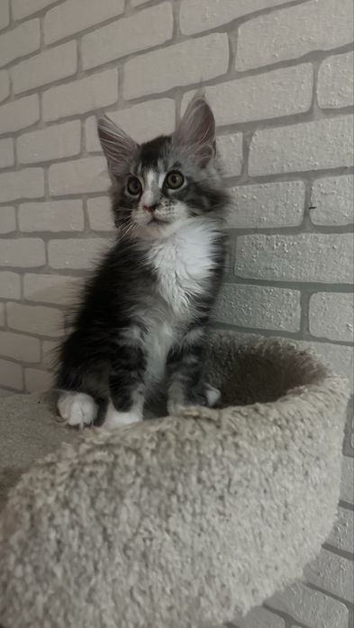 Продажа котят с питомника