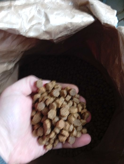 Hrana uscată pentru câini – Eukanuba Puppy Large Breed