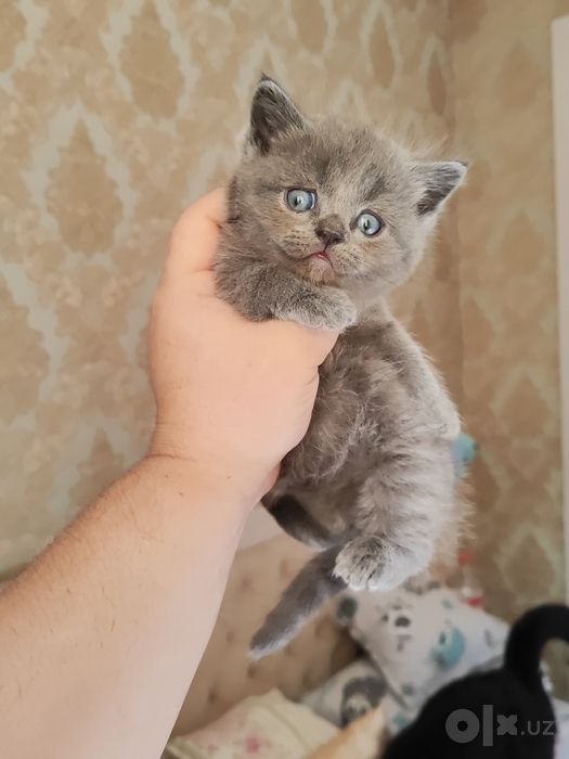 Продаются котята