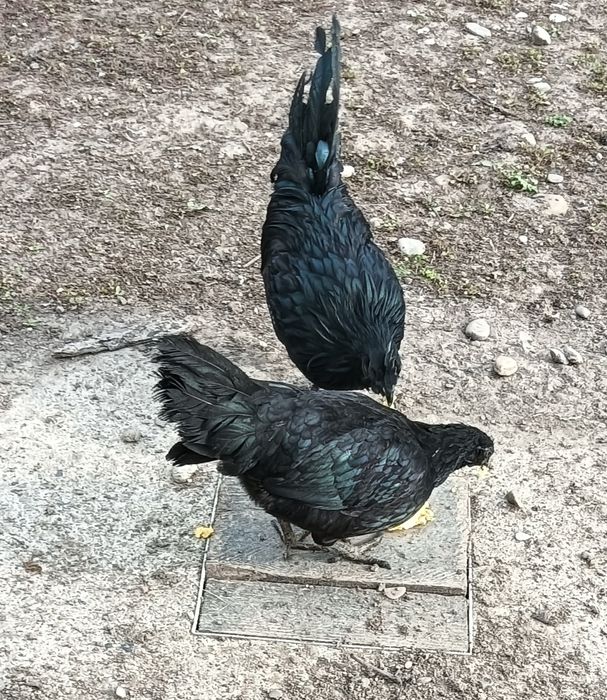 Păsări Ayam Cemani