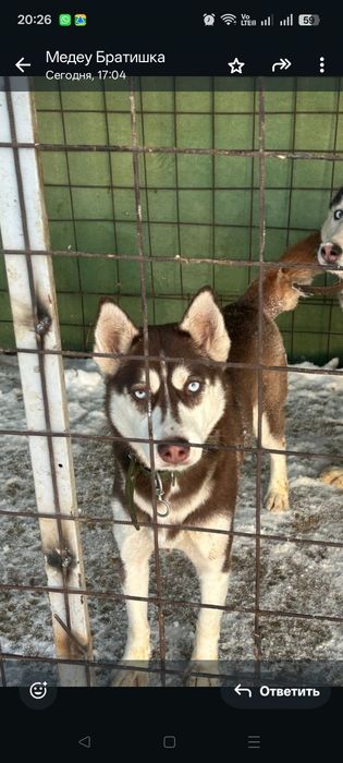 Хаски шекаладный