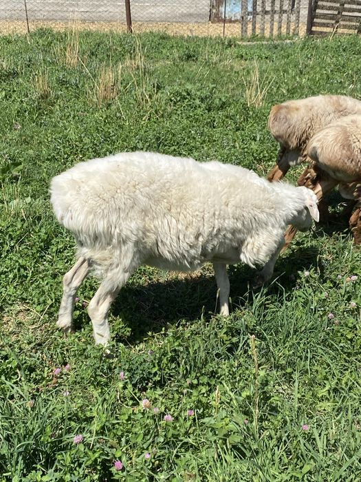 Ақ кой сатылады