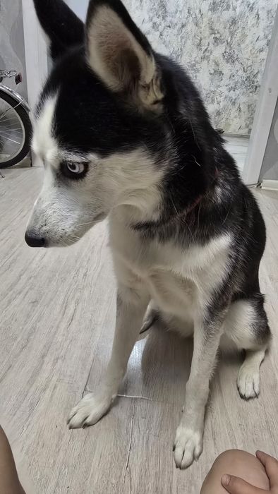 Отдаю две хаски в хорошие руки