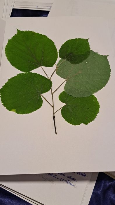 Ierbare botanice personalizate