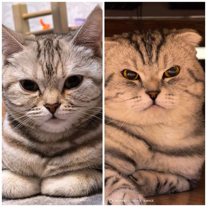 Шотландские котята — мальчик и девочка | Ранняя бронь