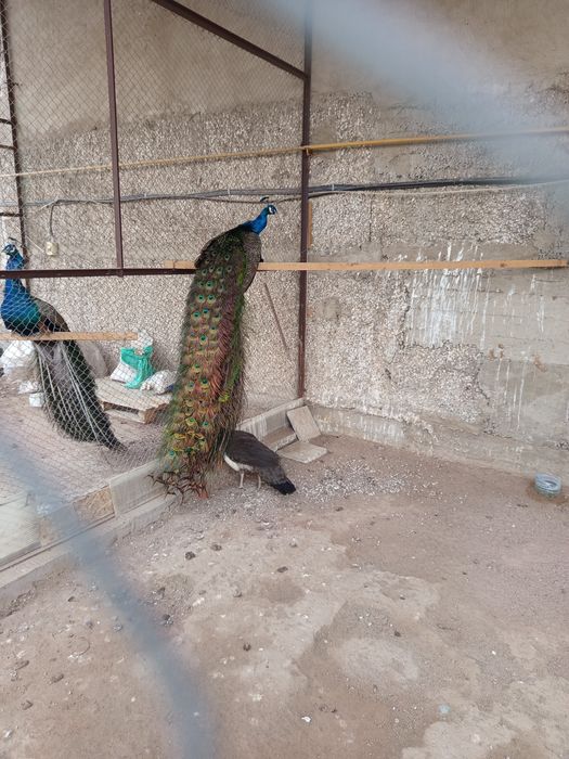 Продам павлинов самцы и самки!