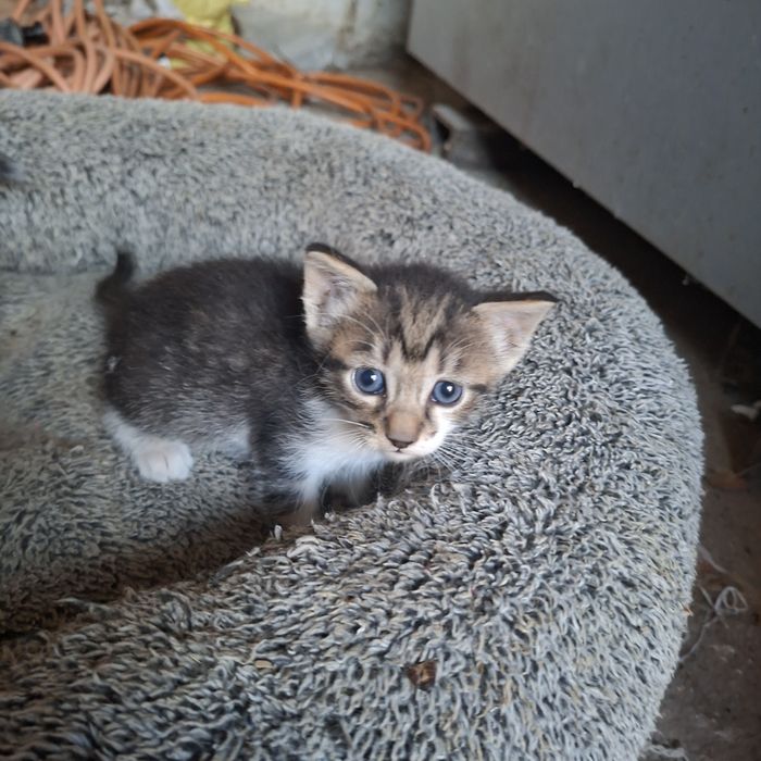 Donez pisicuțe spre adoptie
