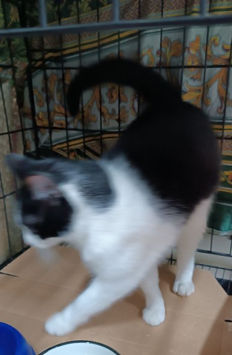 Молодая кошечка в поиске дома