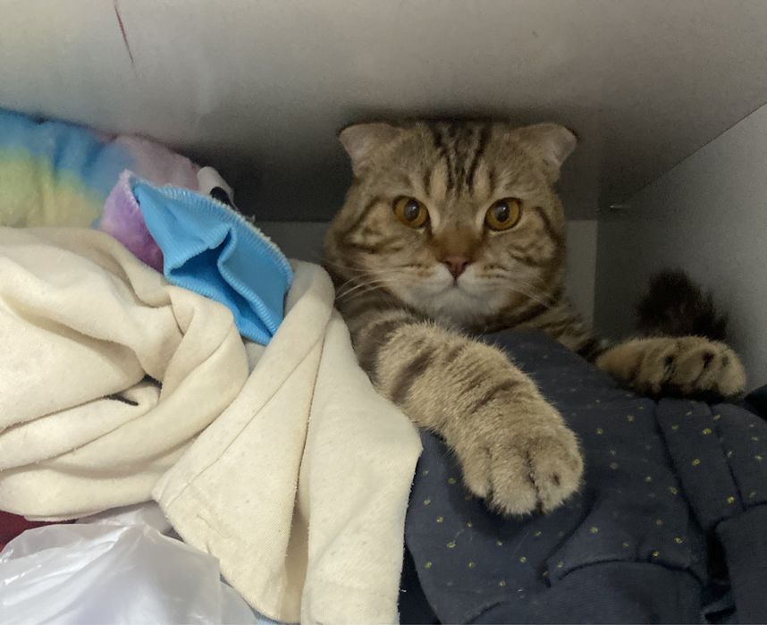 Кот приглашает на вязку