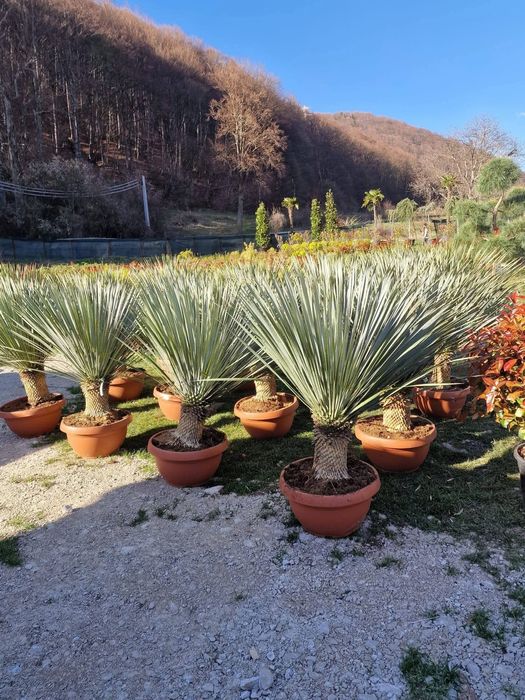 Plante ornamentale spatii verzi transport în toată țara