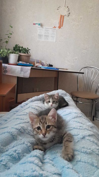 Отдам домашних котят в добрые руки