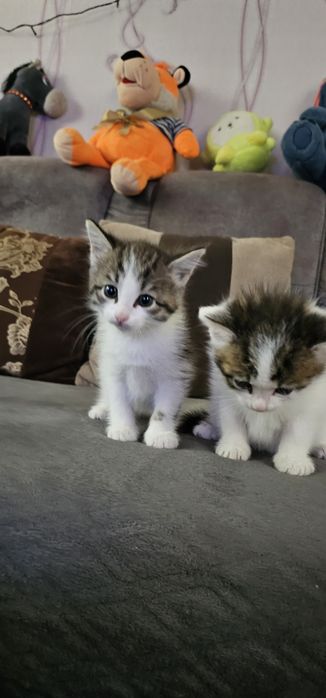 Животные,  кошки