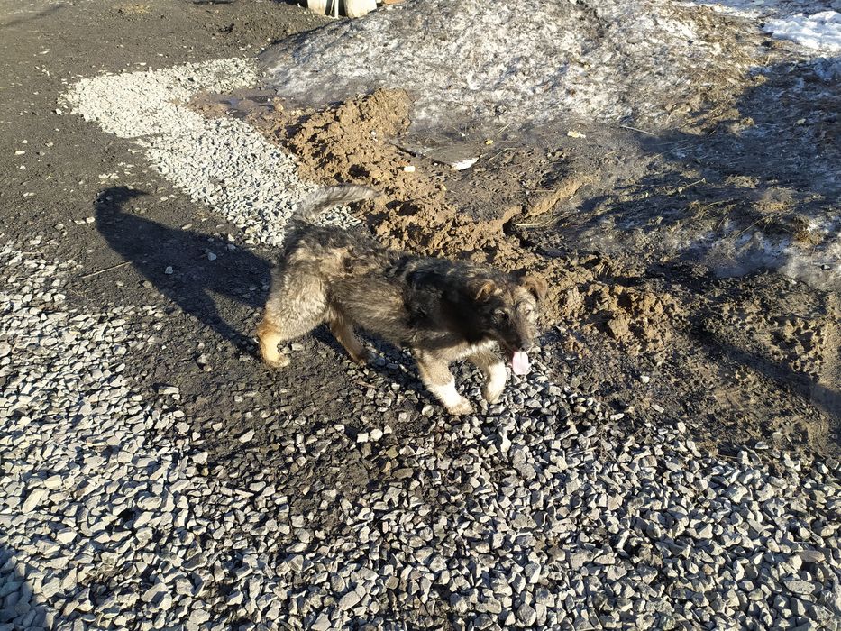 Щенок полугодовалый