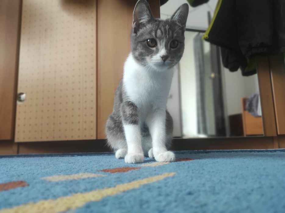 Кошка 3-4 месяца