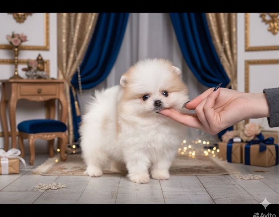 Шпицы триколорного окраса