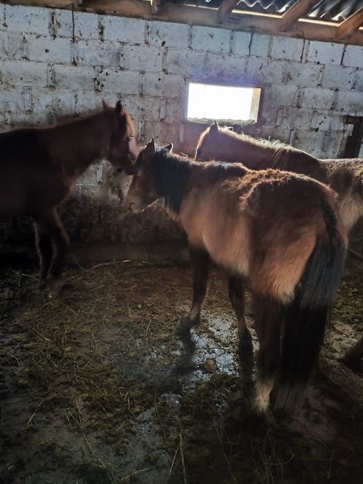 Құнандар сатылады!!!