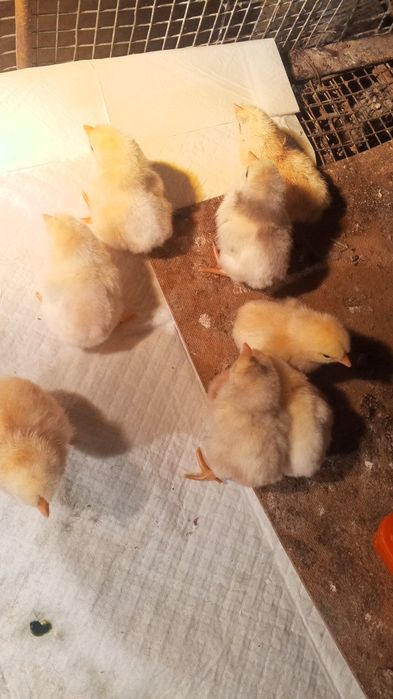 Продам цеплят смесь кученких и домашних