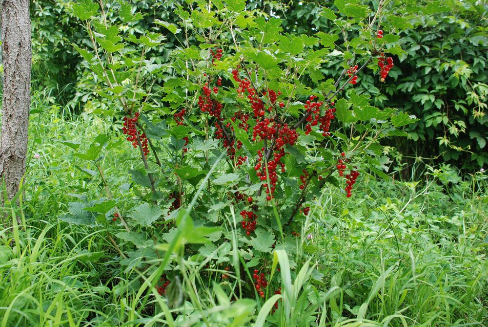 Дачу в горах продам.