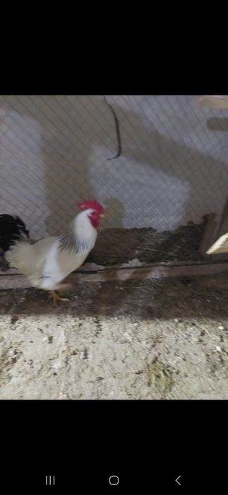 Адлер петух .қораз