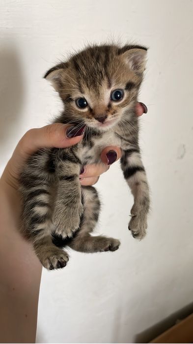 Отдам котят в добрые руки!