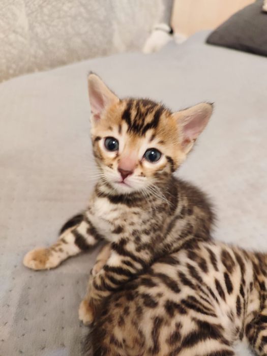Бенгальские котята