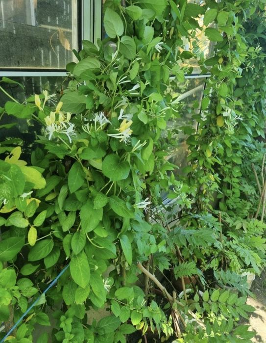 Caprifoi,  Mănâncă Maicii Domnului , Glicina