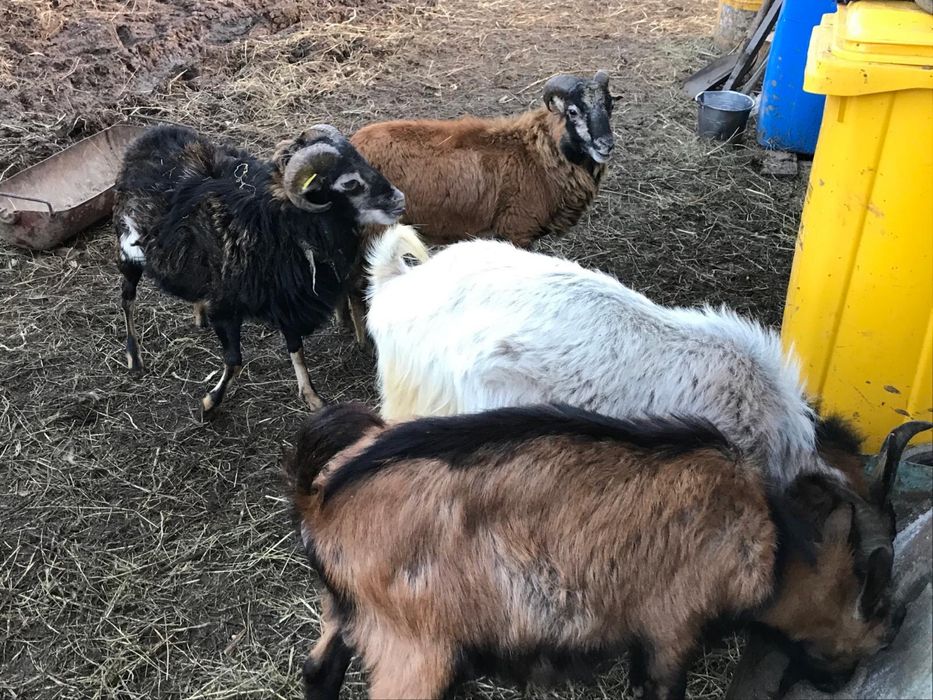 Berbecuti de tinut sau sacrificat