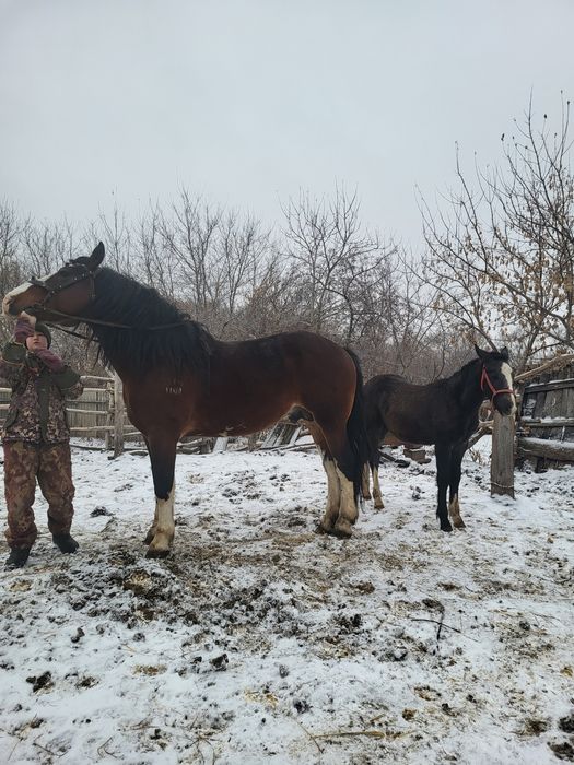 Продам жеребца...