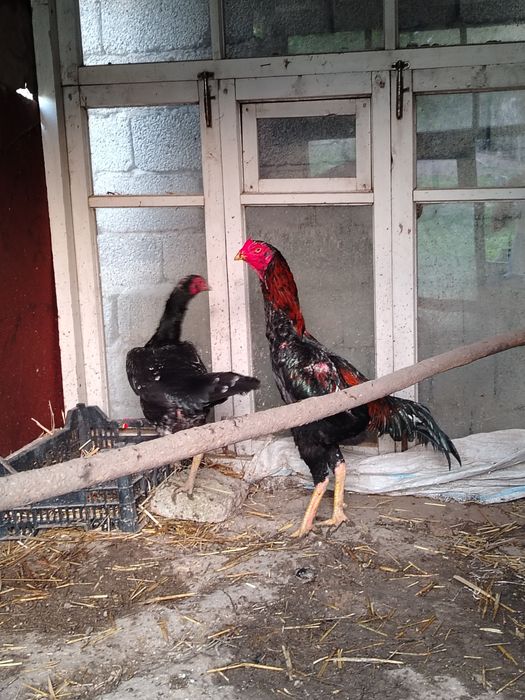 dakan xorozi sotiladi