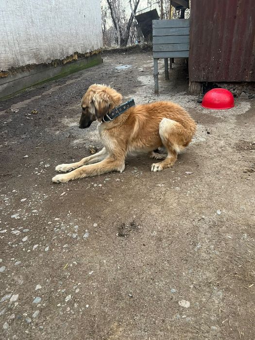 Тазы ит  сатамын