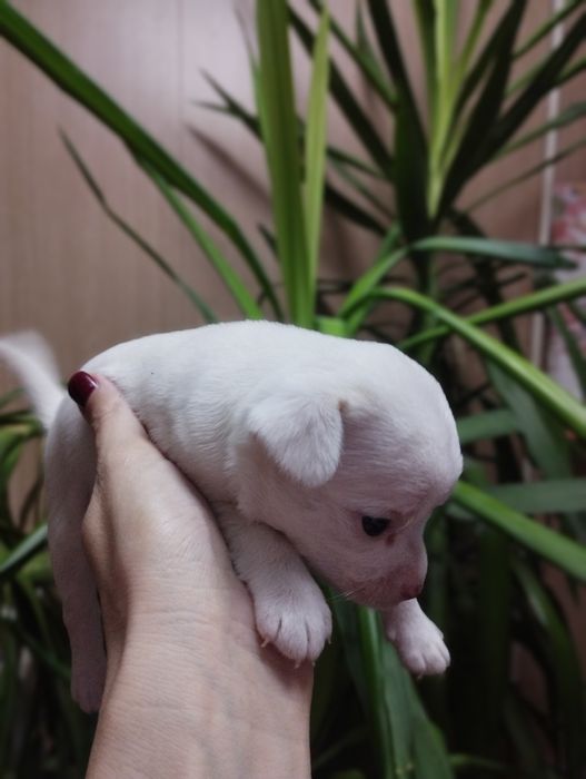 Продаются щенки чихуахуа