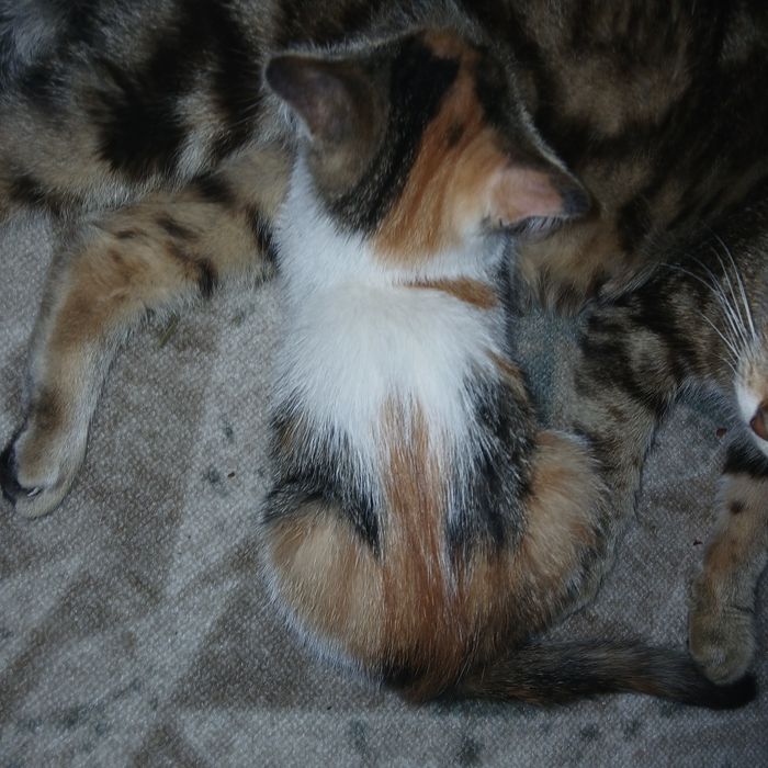 Отдам  котят девочки, город Актобе