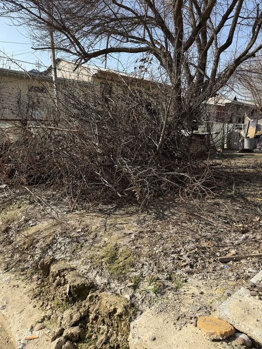 O'tin Shox shaba tekinga