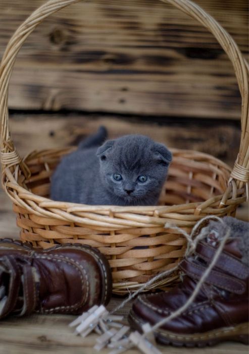 Скоттиш Фолд.  Голубой окрас.