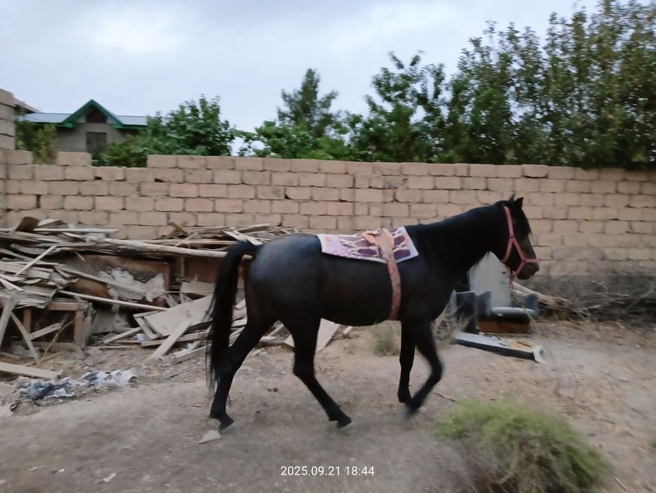 Ot sotiladi kõpkari ot