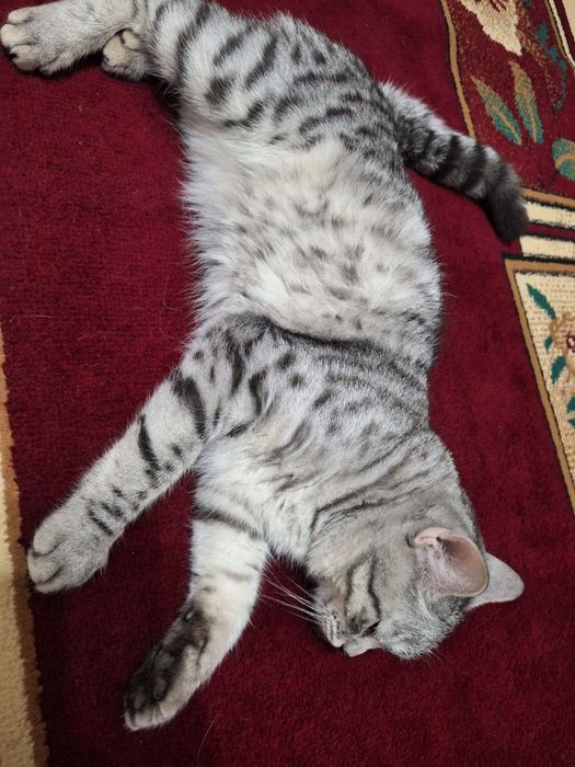 Прямоухии шотлан код.Вязка