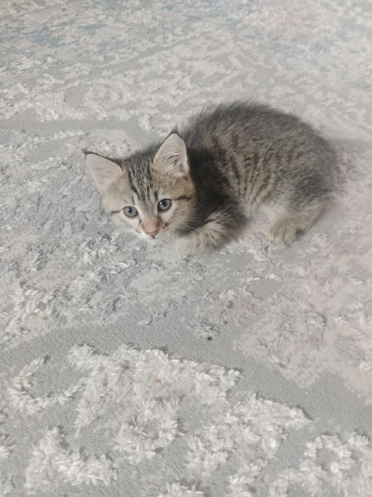 Котенок девочка 2 месяца