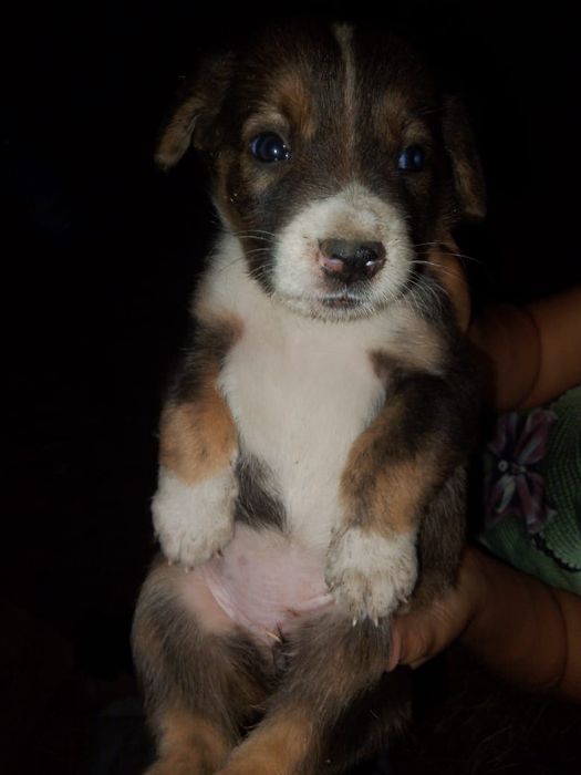 Щенки хорошие красивый