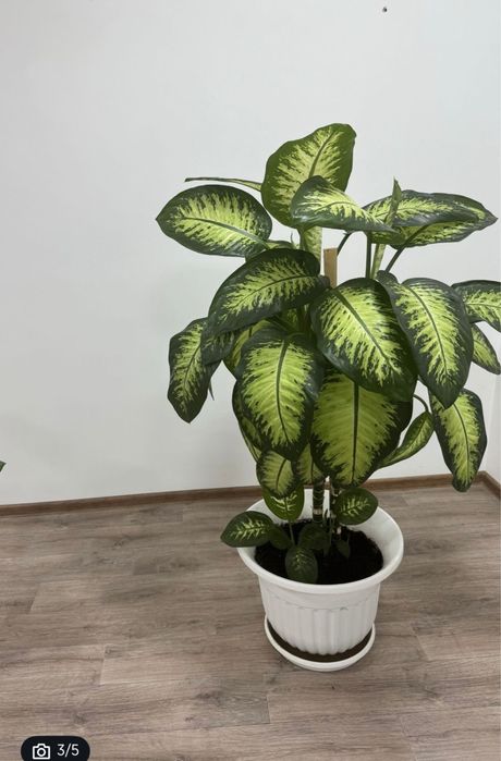 Продам, два цветка