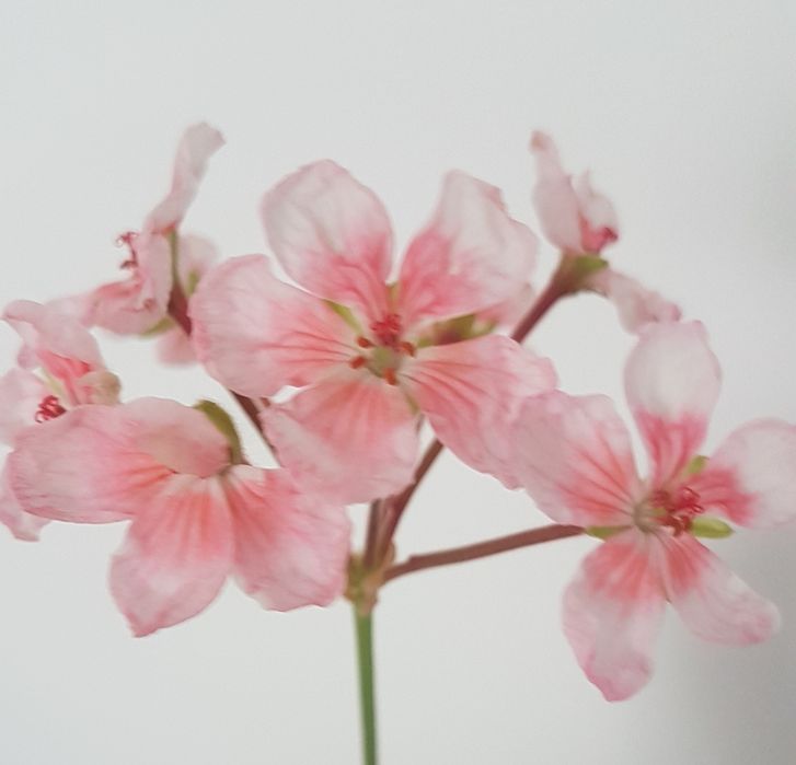 Продам укорененные  черенки пеларгонии