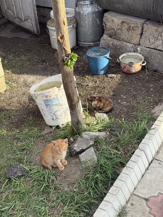 Отдам котят в добрые руки