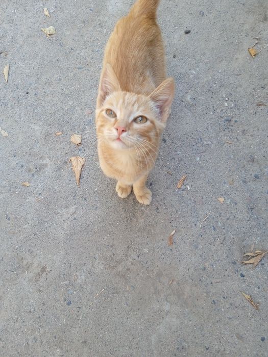 Котик , в добрые руки.