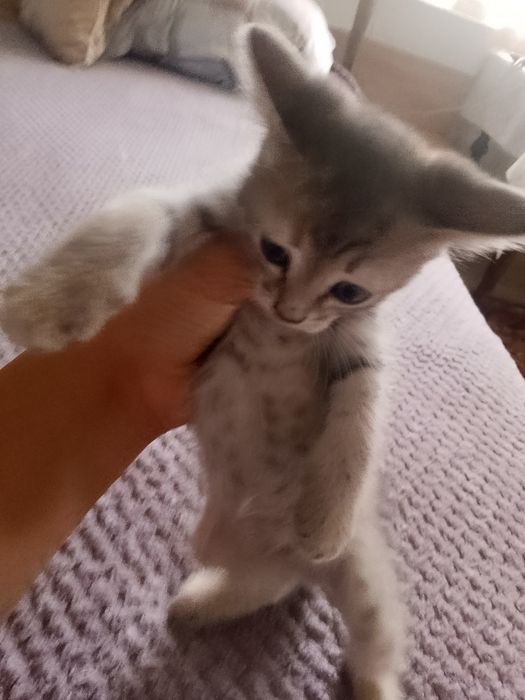 Катята  красивые