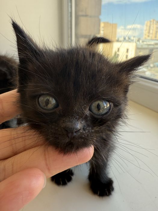 Котята бесплатно