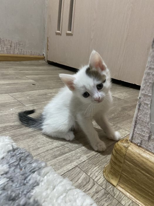 Отдам котят в добрые руки