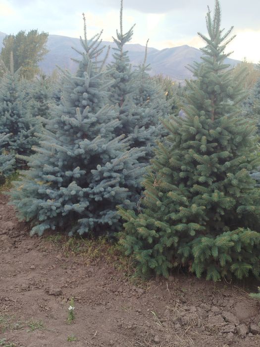 Galiboy yel oq archa