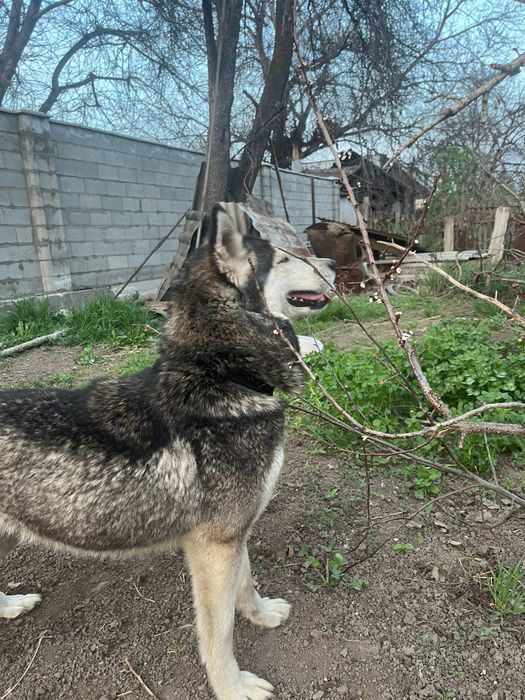 Хаска и лабрадор